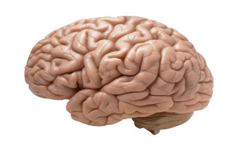 Brain Dead Teenager Saved 5 Lives in Kolkata