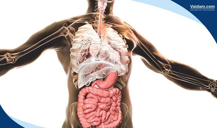 Abdominal area containing liver, gall bladder