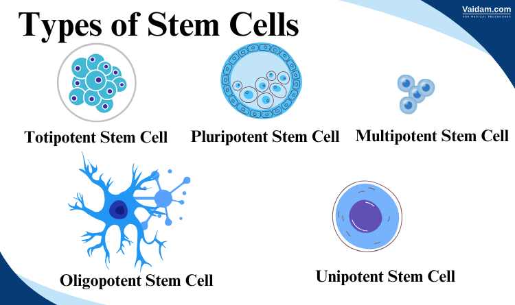 Stem cell types
