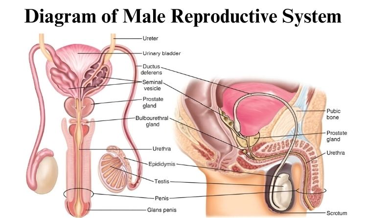 Male reproductive system