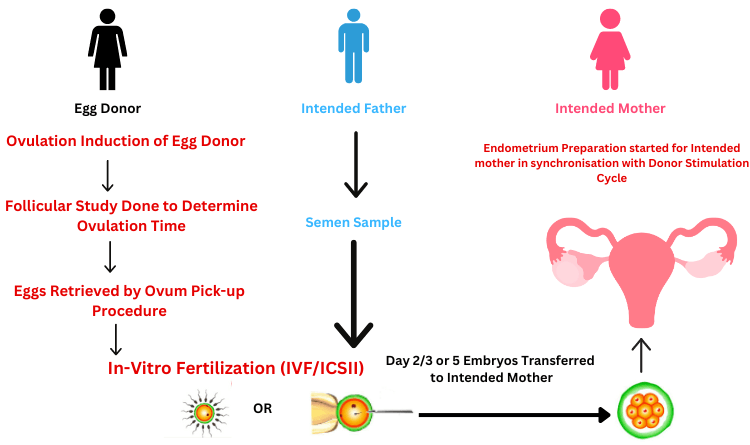 egg donation