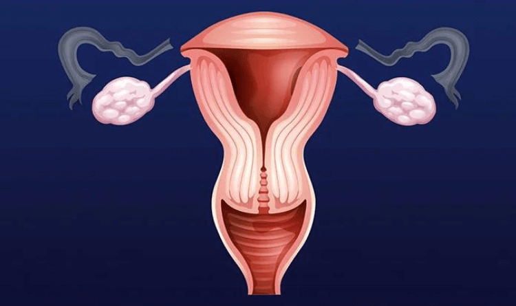 fallopian