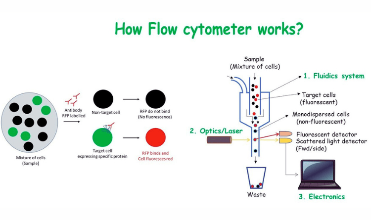 flow cytometry