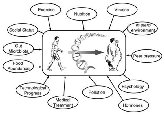 Adult Obesity