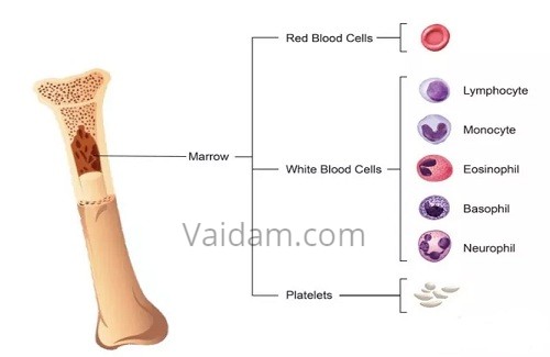 Bone marrow transplant in India Bone marrow transplant in India
