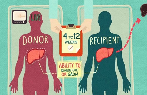 bone marrow donor bone marrow donor