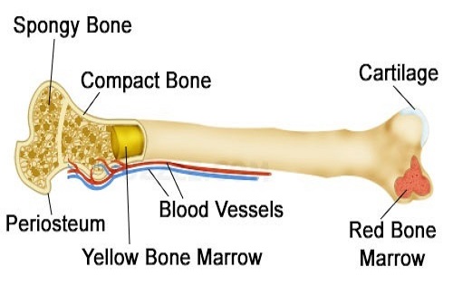 bone marrow transplant bone marrow transplant