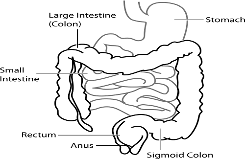 gastroenterologist in India colon cancer