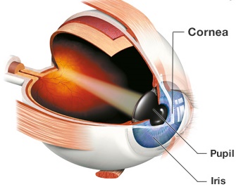 Cornea