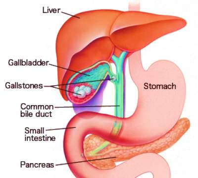 Gall Bladder
