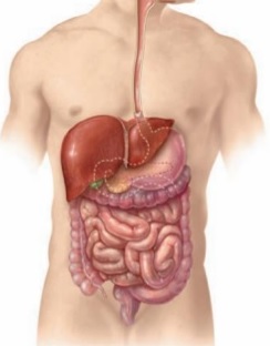 Gastrointestinal 