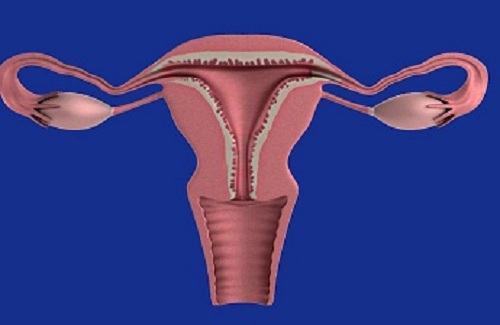 HSG scan cost -Vaidam