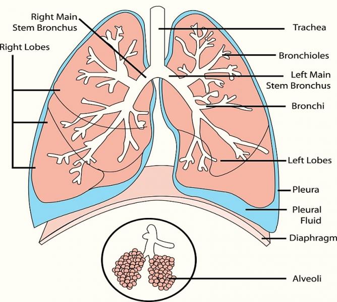 Human Lungs