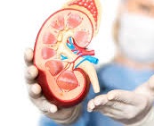 Kidney Transplantation