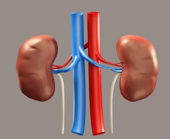 Kidneys