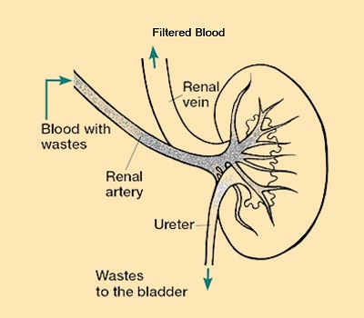 Kidneys Work
