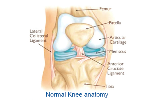 Anatomy structure of knee Anatomy structure of knee