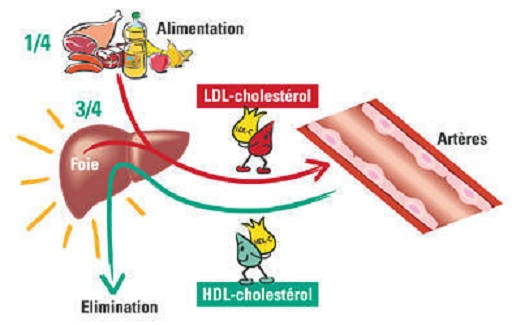 Lipid profile test cost - Vaidam Lipid profile test cost - Vaidam