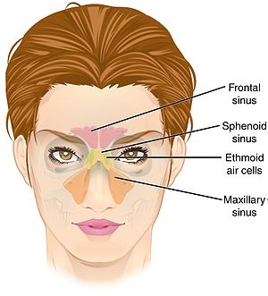 Paranasal Sinus
