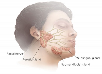 Salivary Glands Anatomy Salivary Glands Anatomy
