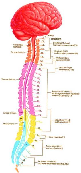 Spinal Cord Structure
