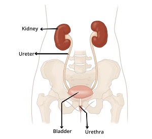 urinary tract