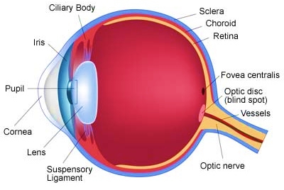 Human eye