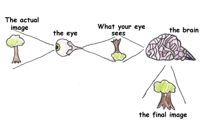working of a human eye