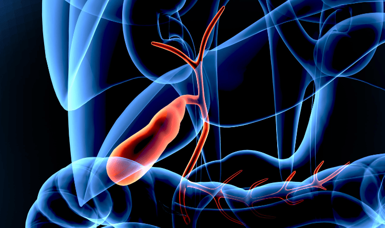 pancreas